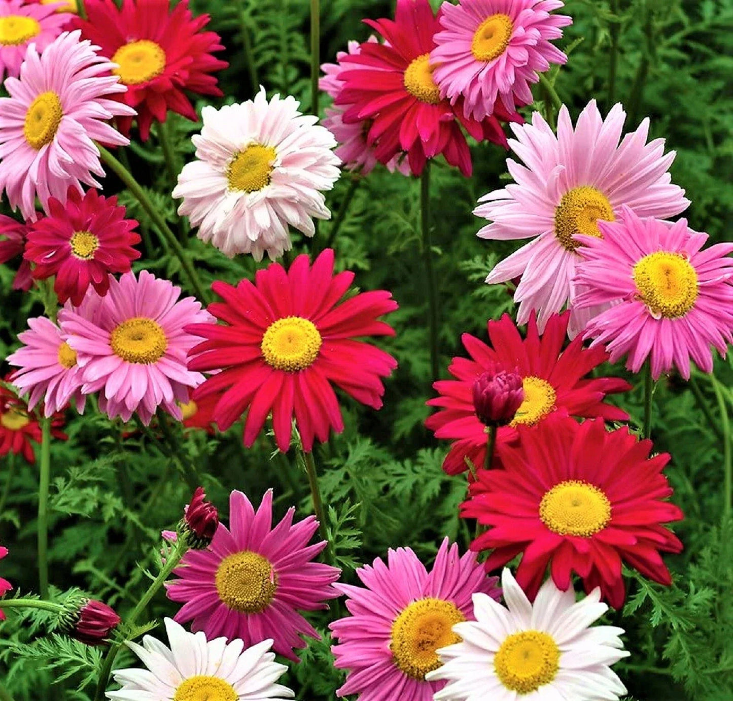 Multi Color Painted Daisy Seeds - 200+ Seeds - Bellis perennis Perennial Flowers for Borders & Containers