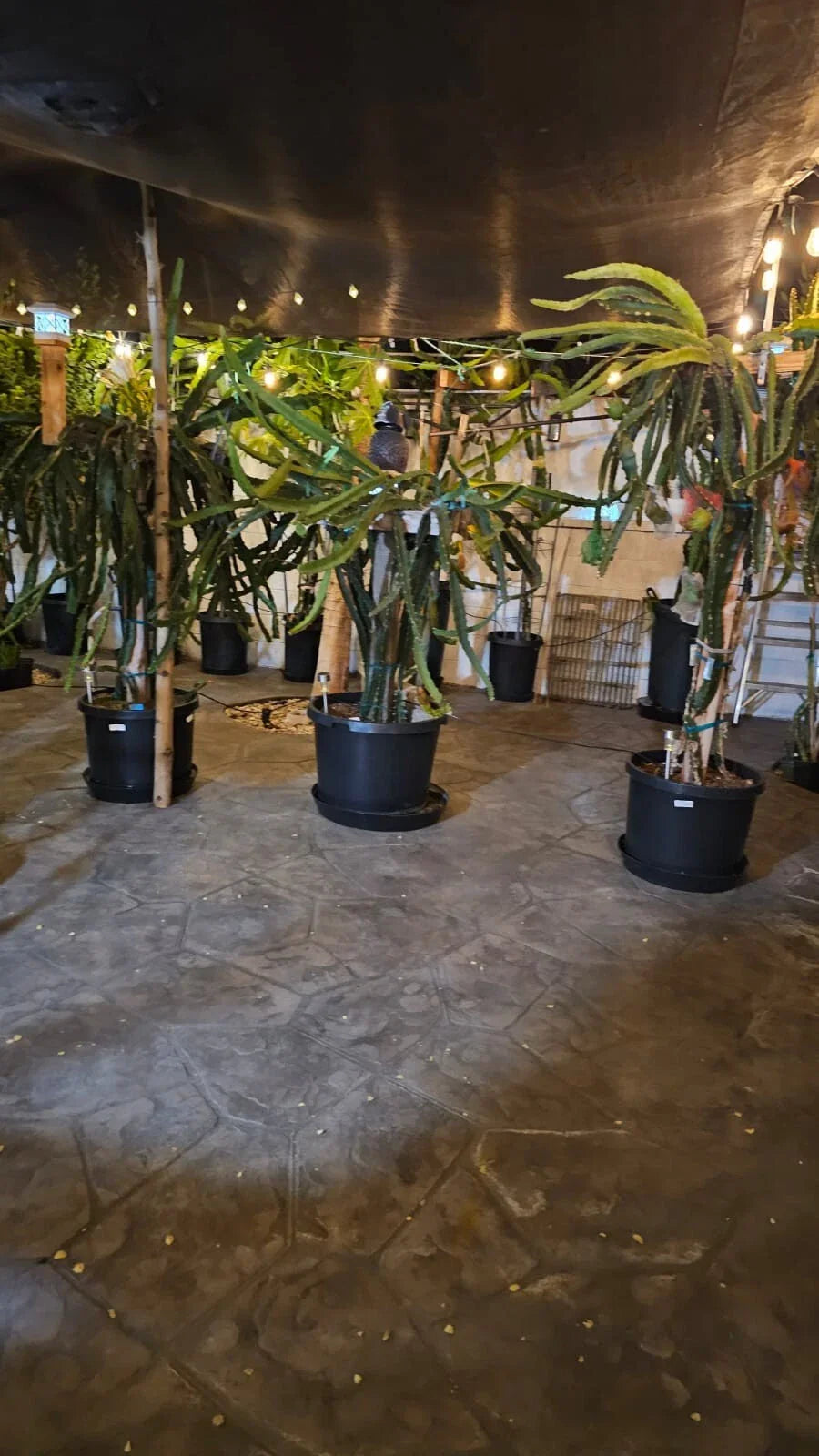 Dragon Fruit Cuttings 3-5 Inches Multiple Varieties for Grafting Hylocereus spp.