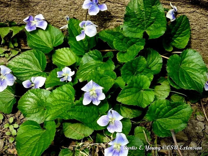 Organic Blue Violet Seeds - Viola sororia Native Wildflower for Gardens, Borders & Ground Cover, 20+ Seeds