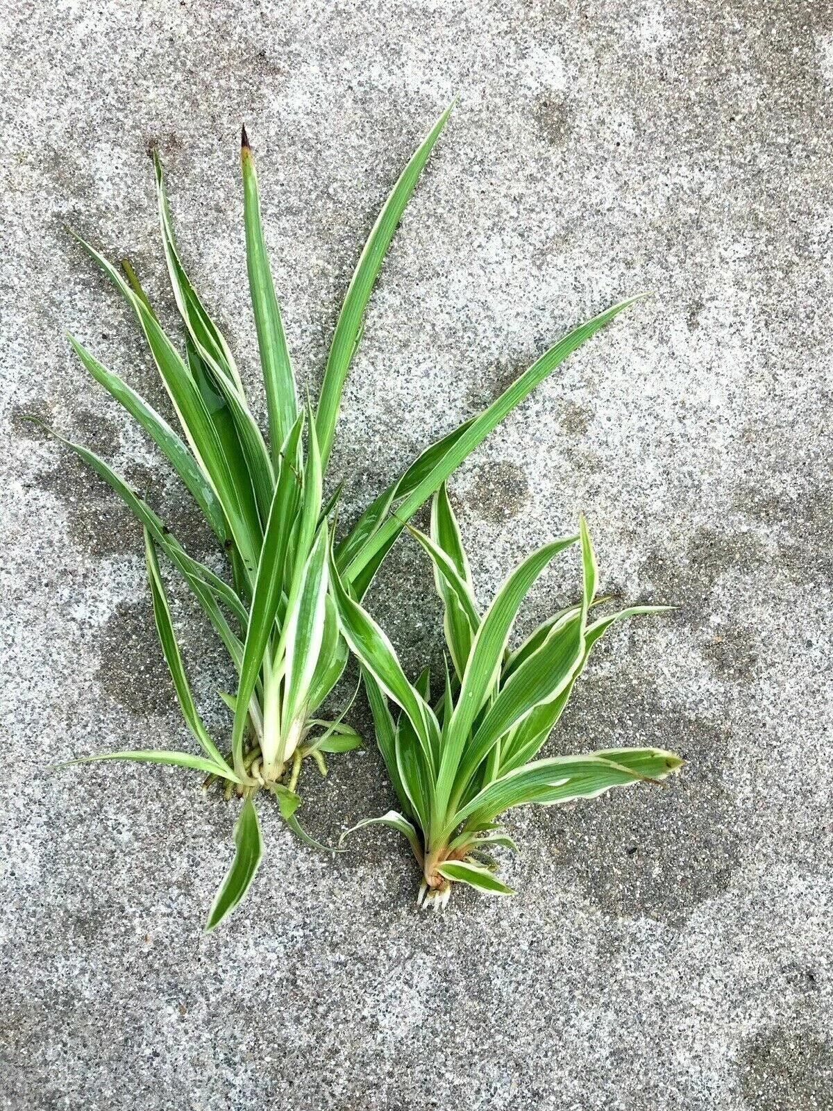 Lot of 2 Live Spider Plants - Fully Rooted Chlorophytum comosum Indoor House Plants - Large & Small