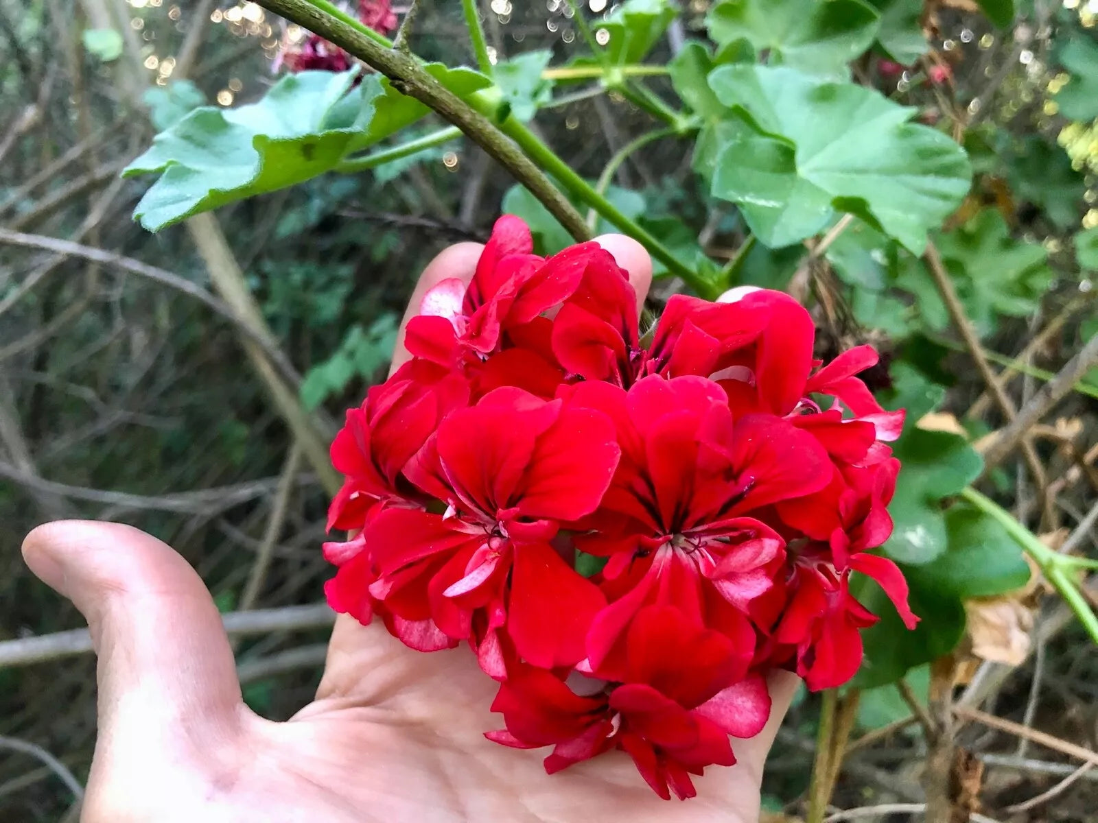 Vivid Red Pelargonium Peltatum Ivy Geranium Live Starter Cuttings – 3x6" Trailing Plant for Garden & Indoor