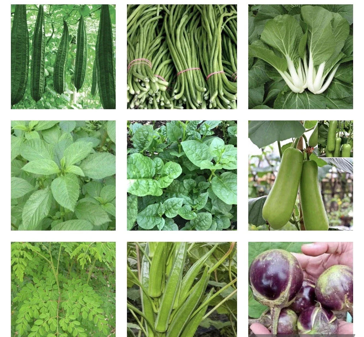 Asian Vegetable Seeds Bundle - 15 Packets Heirloom Non-GMO for Home Gardening, Grow Your Own Food, Culinary Herbs