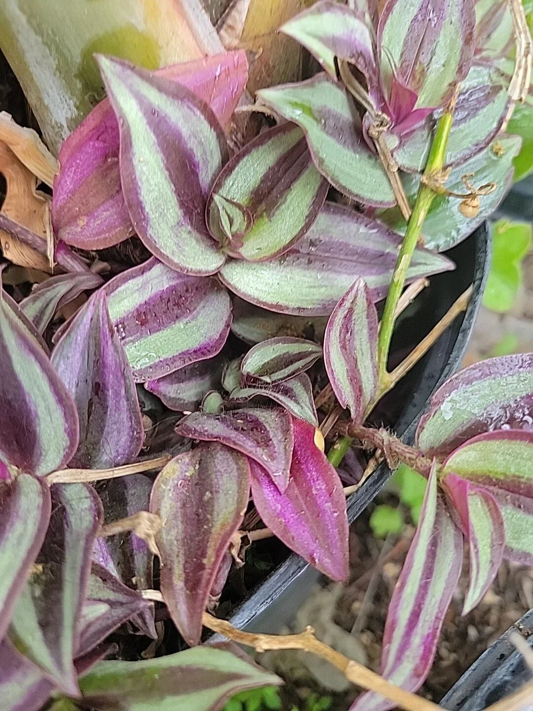 Tradescantia Zebrina Cuttings - 10 Healthy Wandering Jew Indoor Plant Cuttings