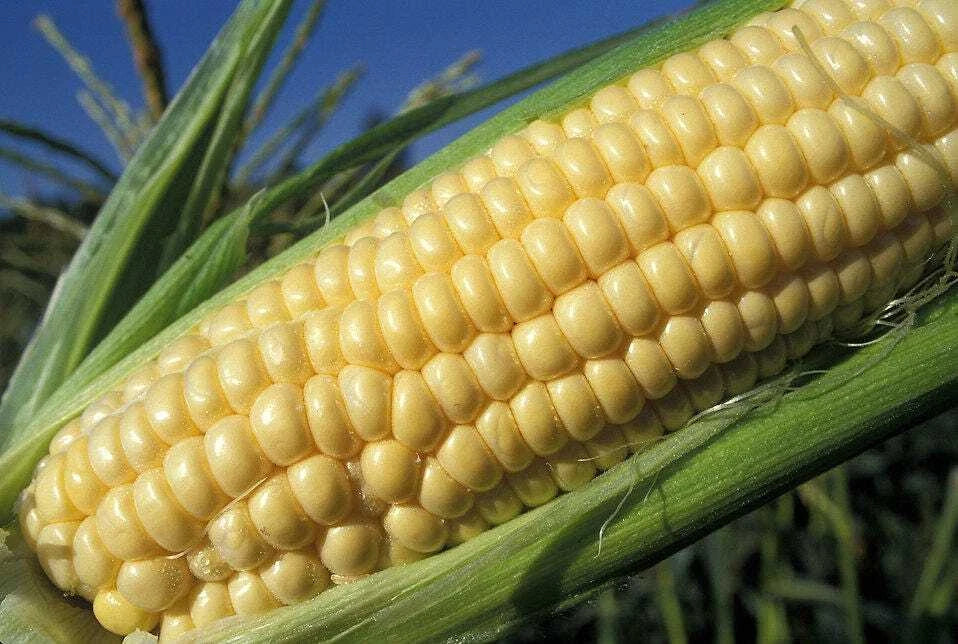 Yellow Sweet Corn Seeds 35+ Iochief Zea mays Heirloom Drought-Resistant for Canning & Freezing