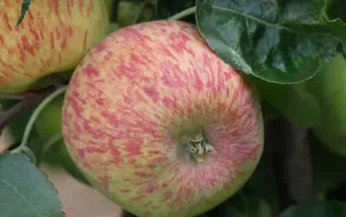 Duchess of Oldenburg Apple Seeds - 25+ Pack Heirloom Malus domestica USA