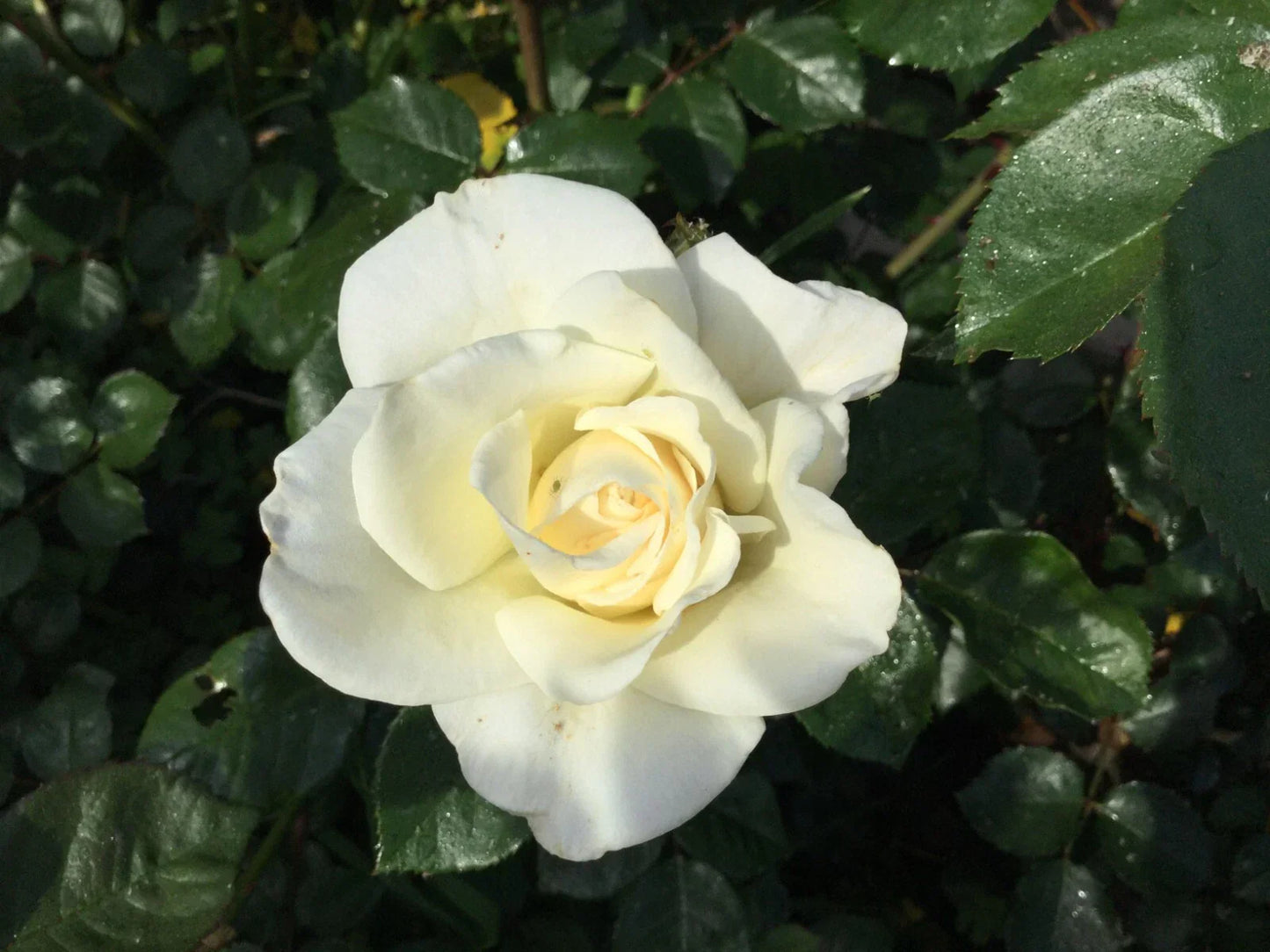 White Iceberg Rose Cuttings 3 Stems for Rooting & Grafting - Rosa 'Iceberg'