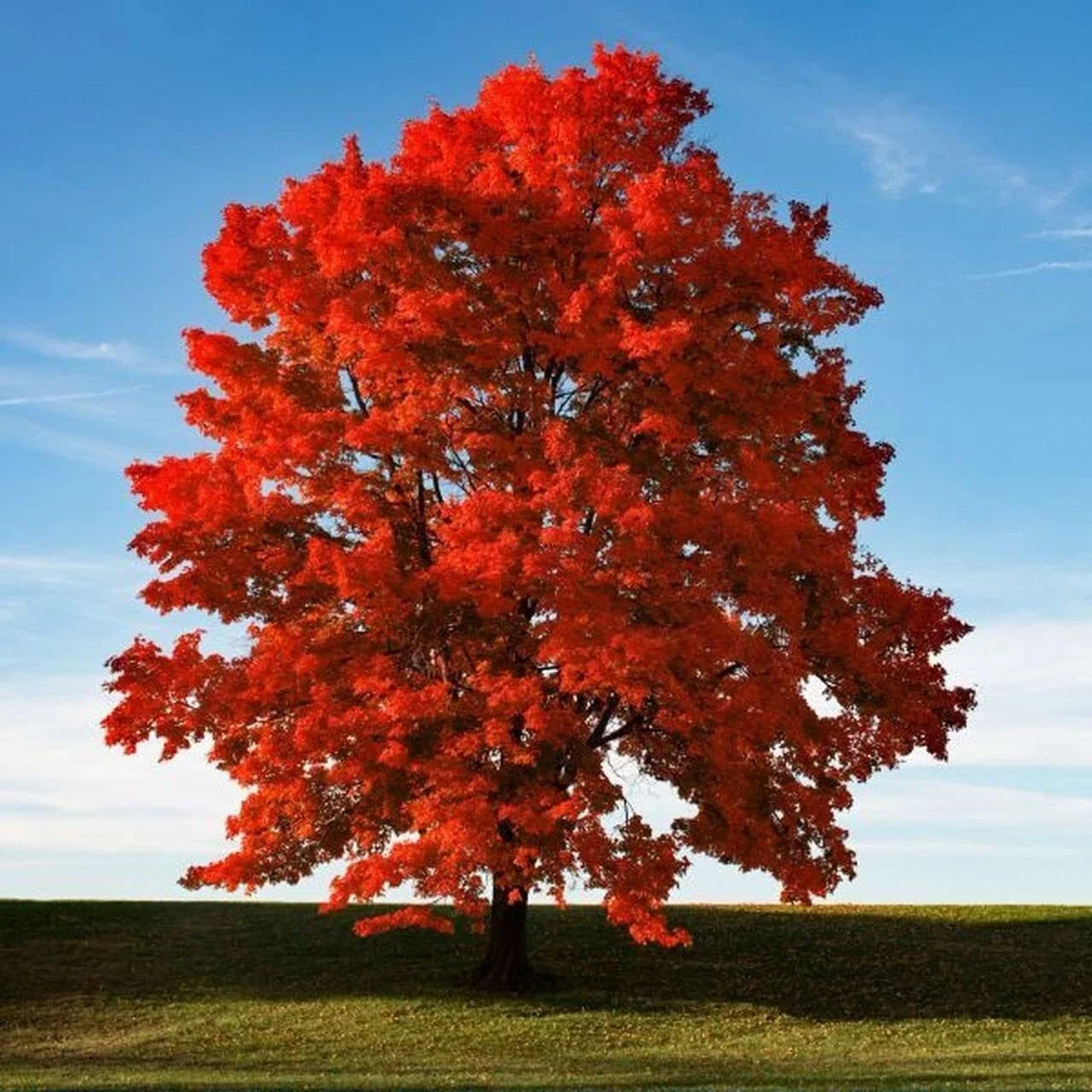 Red Maple Seeds for Planting Outdoors - Acer rubrum Heirloom Tree Seeds, Fast Germination, Native Variety, Deciduous, 50+ Seeds