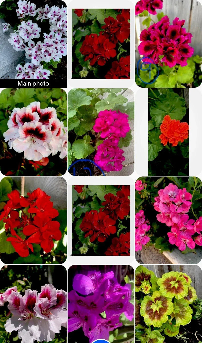 Geranium Cuttings Set of 3, 6 Inches Long | Pelargonium spp.