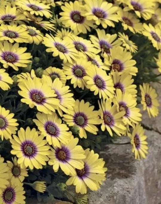 Yellow African Daisy Plant in Pot, Osteospermum, Bright Yellow and Purple Blooms, Container Plant for Garden or Patio