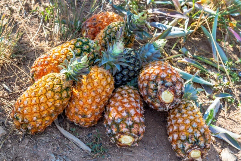 Pernambuco Pineapple Seeds - Ananas comosus, 15+ Premium Garden Seeds for Home Growing, Tropical Fruit Planting
