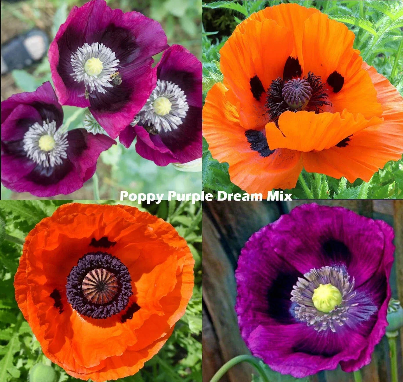 Purple Poppy Seeds Mix - Non-GMO, 500 Seeds, Vibrant Purple & Orange Blooms, Papaver somniferum, Garden Planting