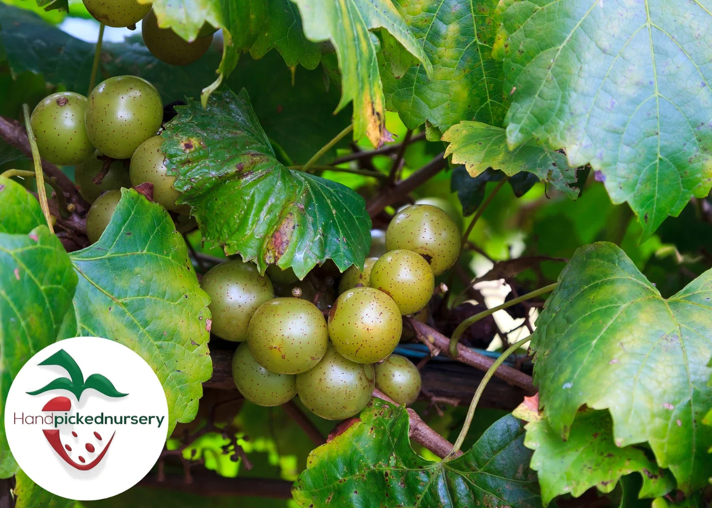 Late Fry Muscadine Grape Vine - Bare Root Live Plant - Vitis rotundifolia - Sweet, Disease-Resistant Deciduous Vine