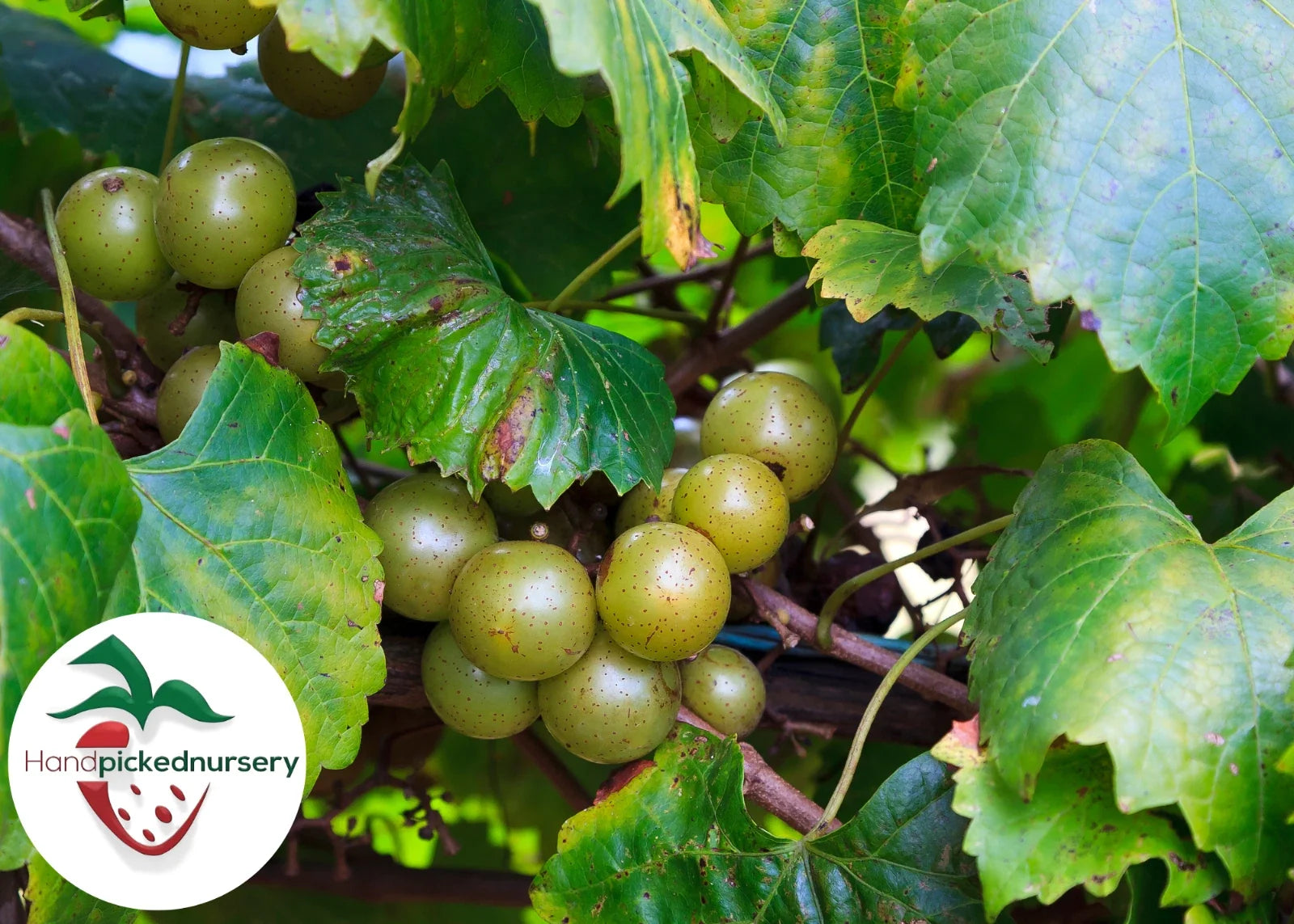 Late Fry Muscadine Grape Vine - Bare Root Live Plant - Vitis rotundifolia - Sweet, Disease-Resistant Deciduous Vine