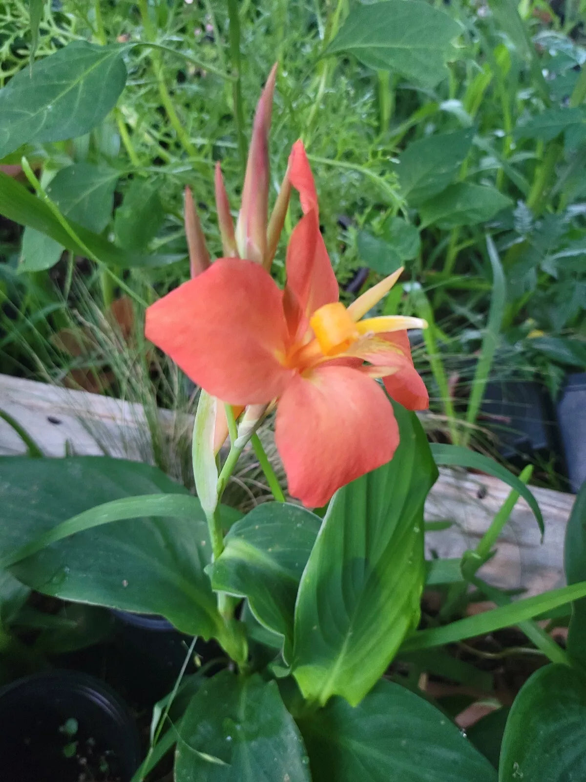 Canna Cannova Orange Shades Live Plant Plugs - 4 Count Rooted Garden Plants