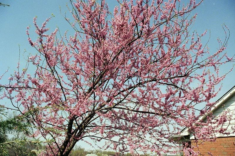 Eastern Redbud Tree Seeds - 40 Pack - Pink Flowering Cercis canadensis for Ornamental Landscaping