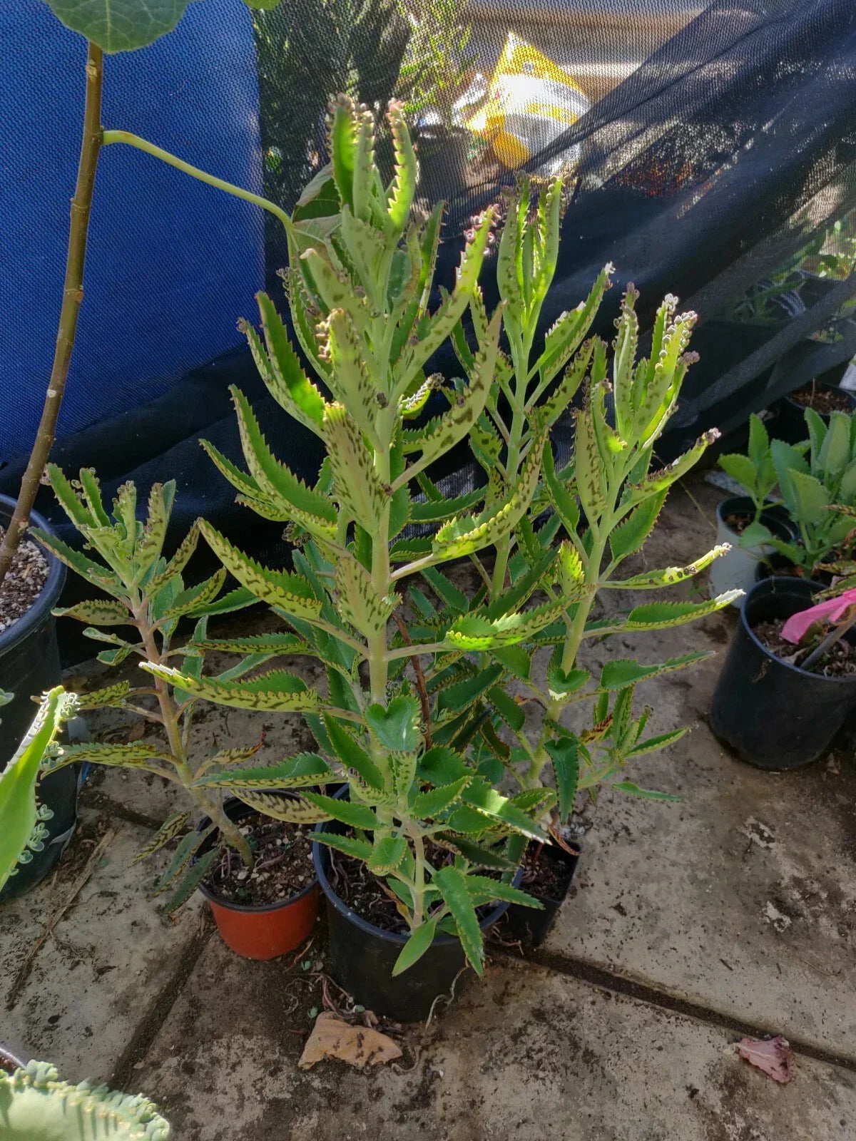 15 Organic Kalanchoe Aranto Plants - Mother of Thousands Succulent for Indoor and Outdoor Gardens