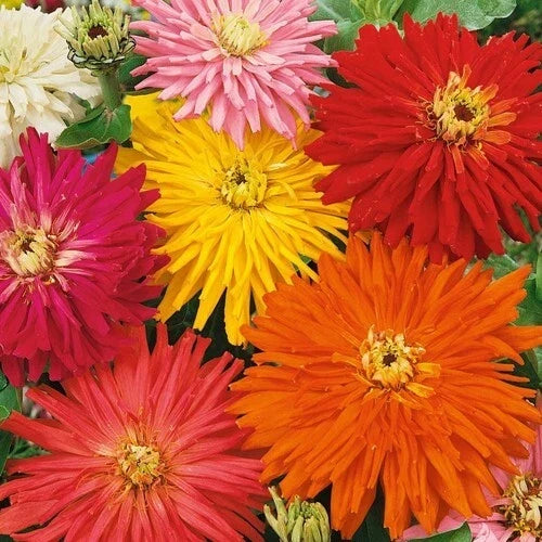 Zinnia Seeds - SUPER CACTUS GIANT Mix - Non-GMO, Vibrant Blooms for Butterfly Garden, Zinnia elegans, 100 Seeds