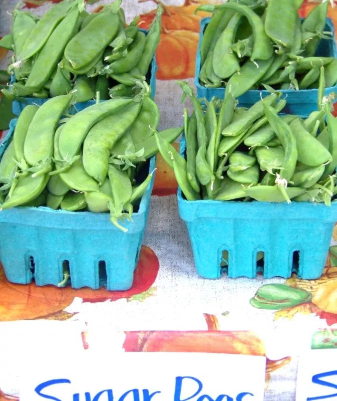 Oregon Sugar Pod Pea Seeds - 100 Non-GMO Snow Pea Seeds - Pisum sativum - GroCo USA