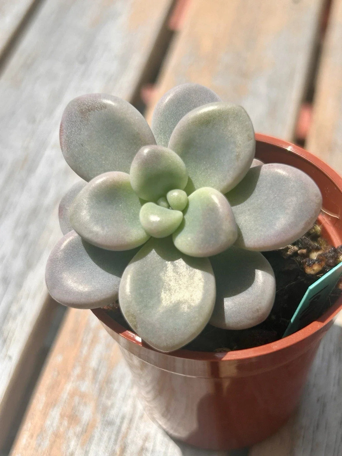 Live Succulent Plant - Baby Graptopetalum Lavender Pebbles - Fully Rooted Crassulaceae Succulent