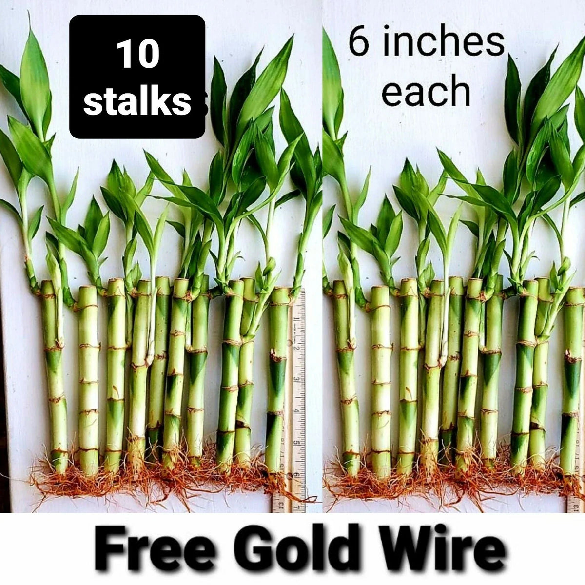 Lucky Bamboo Plants 6 Inches - 10 Pack with Free Gold Wire for Indoor Feng Shui