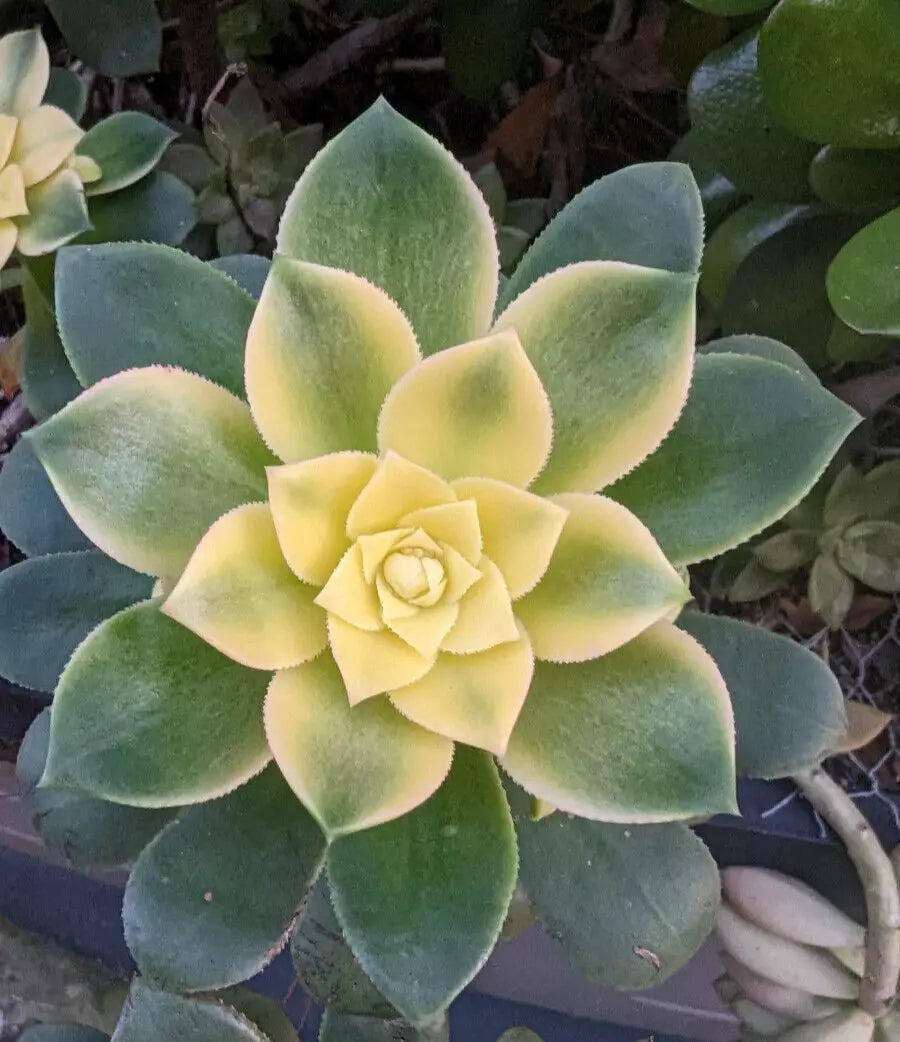 Aeonium Kiwi Cutting - 3" Unrooted Succulent - Aeonium 'Kiwi'