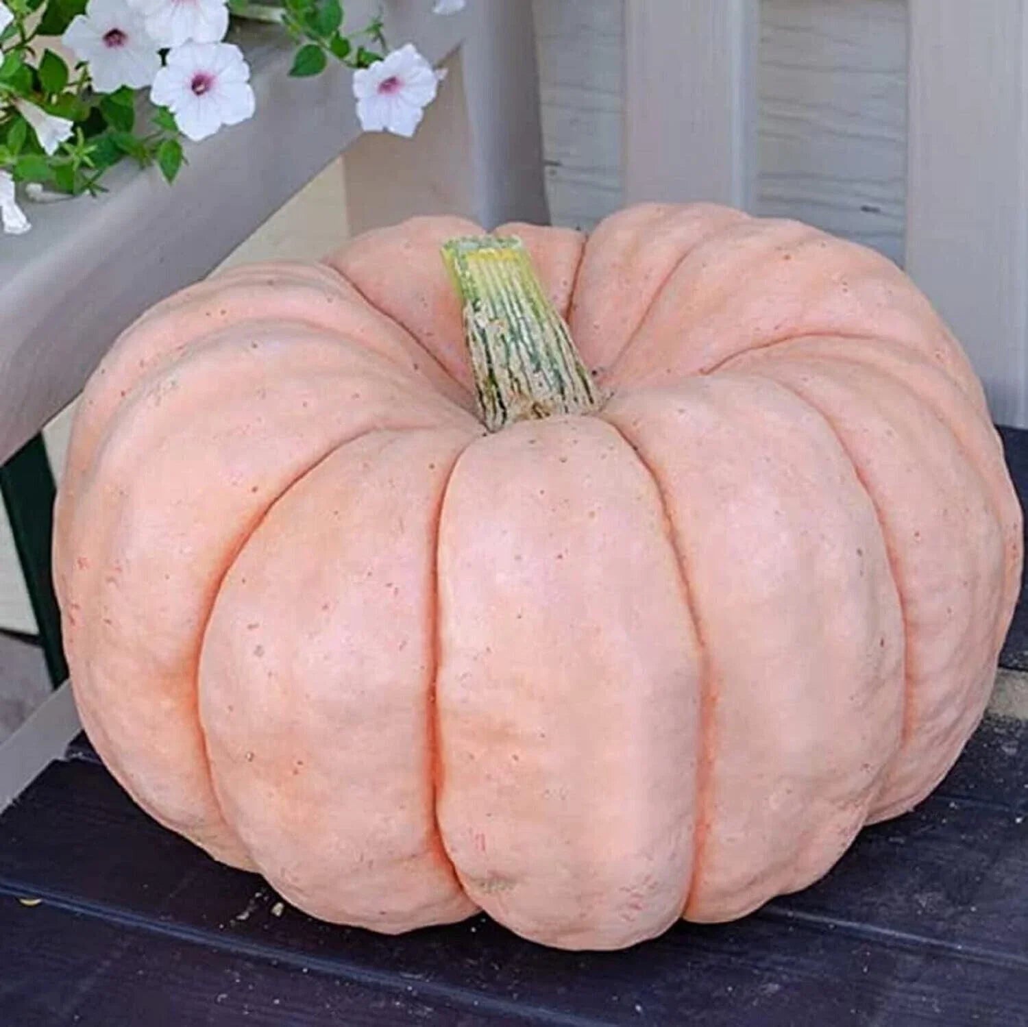 Pink Princess Porcelain Doll Pumpkin Seeds - Non-GMO Cucurbita pepo, Over 10 Seeds for Decorative Fall & Garden