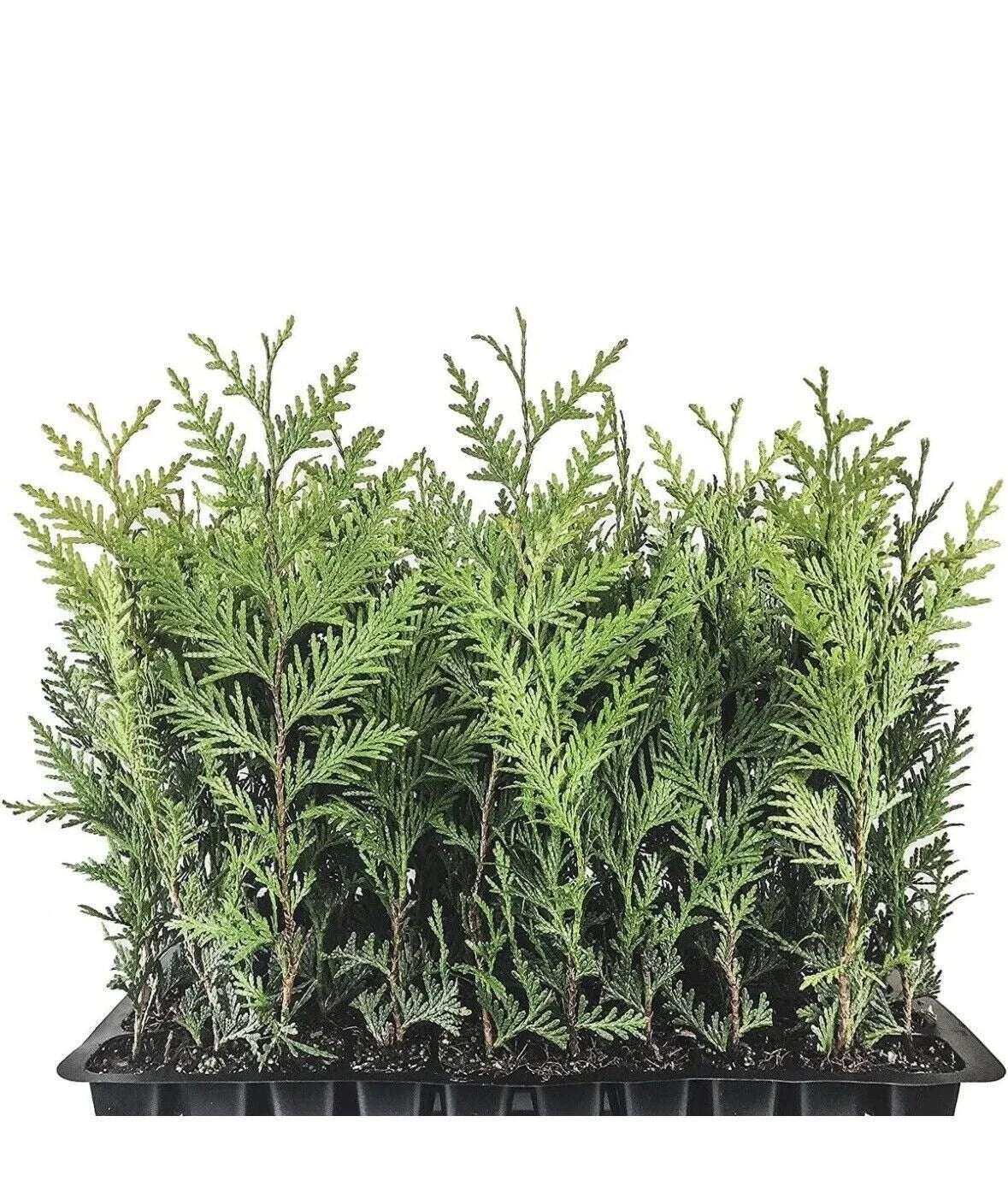 Emerald Green Arborvitae Trees Starter Plants Thuja occidentalis for Privacy Screening, 10-15 ft Height