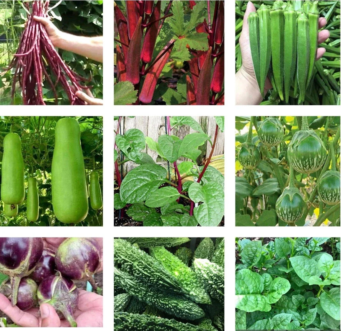 Asian Vegetable Seeds Packets – Non-GMO Heirloom Varieties for Gardening, Includes Bok Choy, Napa Cabbage, Daikon Radish, and More