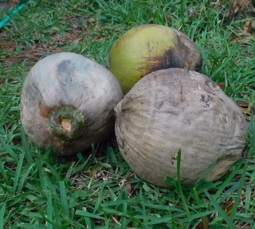 Coconut Palm Tree Coconuts - 2 Pack Florida Grown Cocos Nucifera Tropical Plant for Crafts & Decor