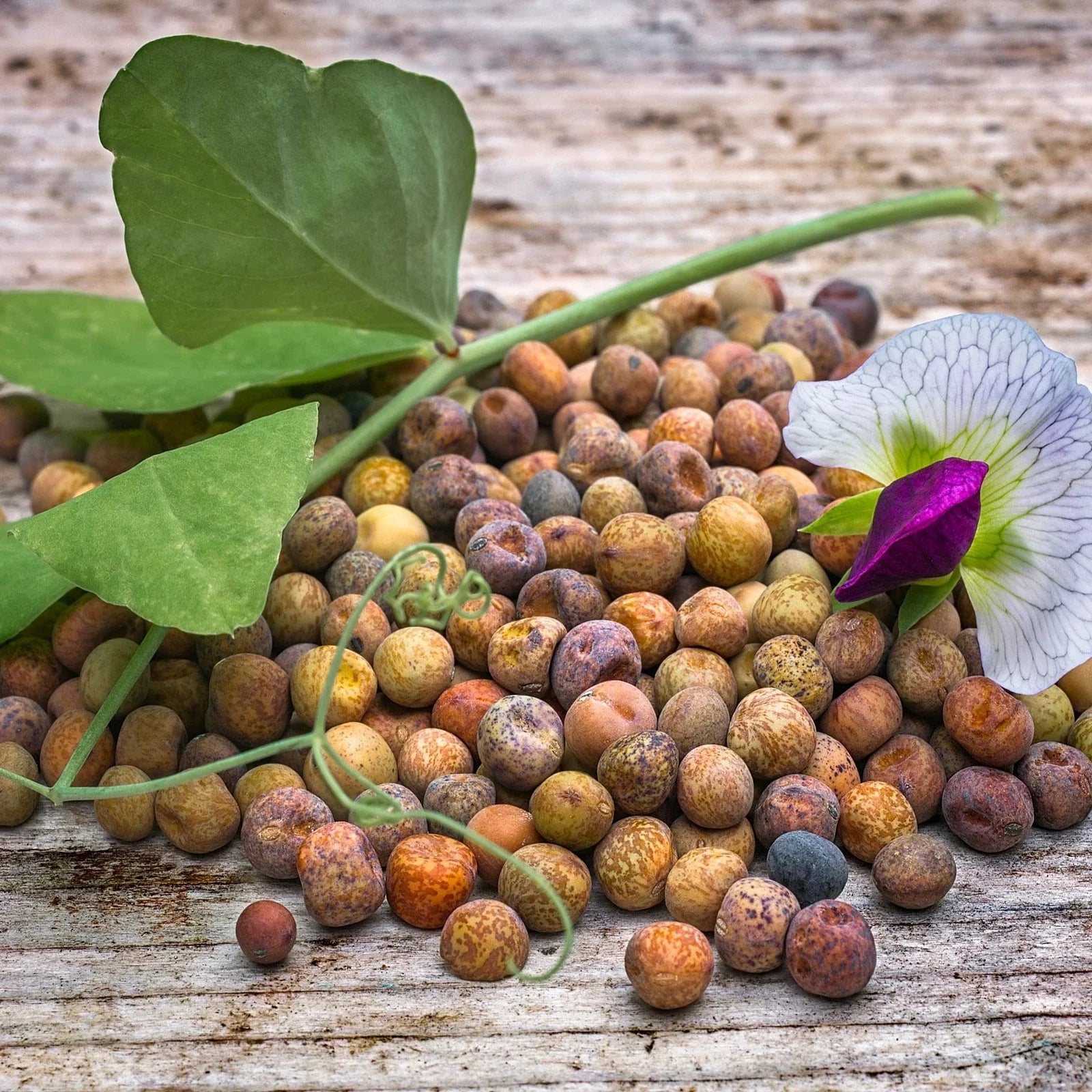 Austrian Winter Pea Seeds for Cover Crop, Deer Food Plot, Forage - Pisum sativum subsp. arvense, 1 lb seed packet
