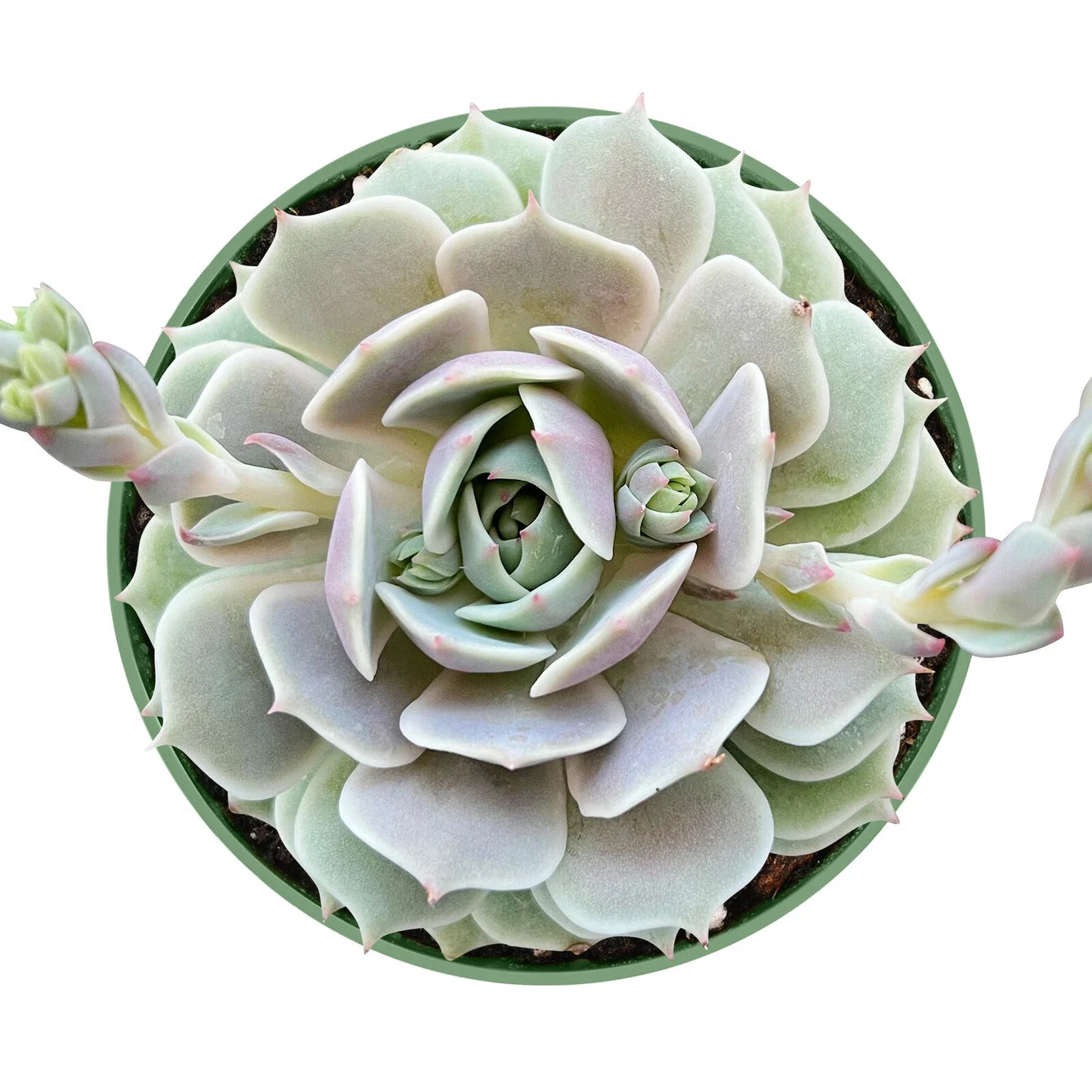 Echeveria Lola Succulent Plant in 4-Inch Pot, Rosette Form, Fully Rooted, Indoor Outdoor, Low Maintenance, Live Succulent