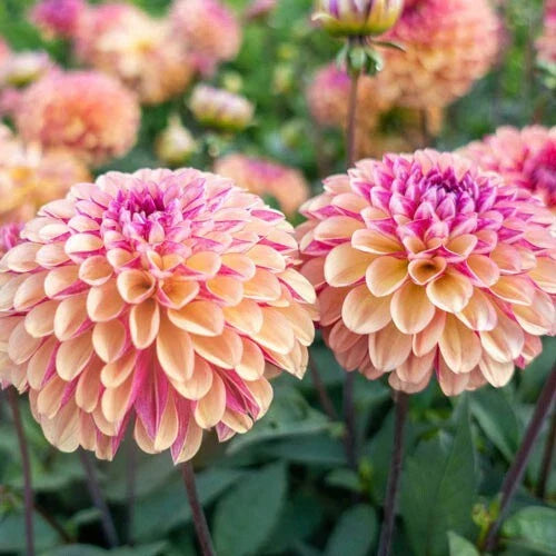 Palmares Dahlia Seeds - 25 Perennial Dahlia variabilis Flower Seeds for Garden