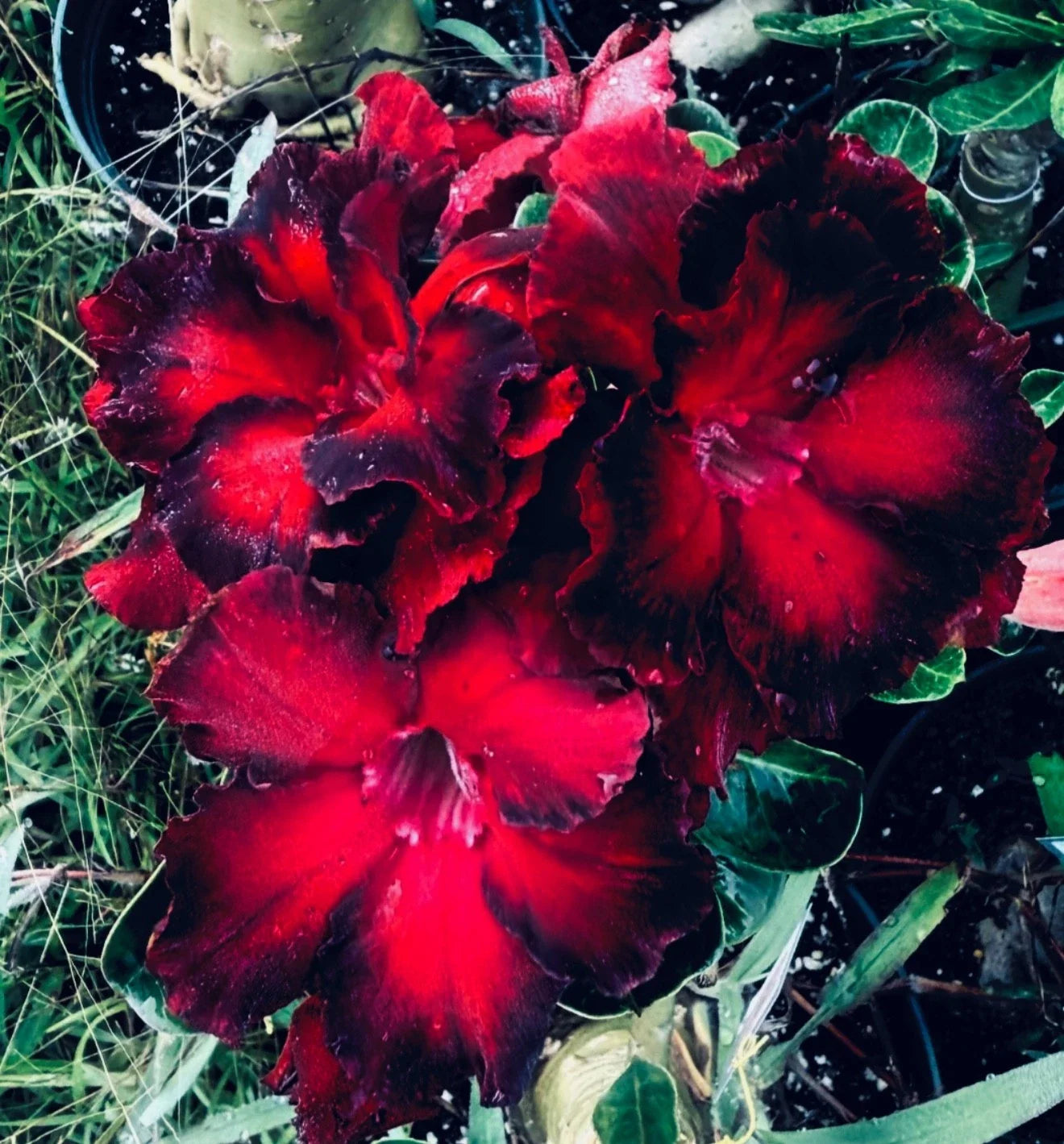Black Swan Desert Rose Seedling Plant - 4-6 Inches, Adenium Obesum, Unique Dark Leaves & Flowers, Rooted Succulent for Indoor & Outdoor
