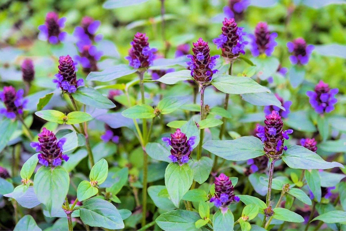 Heal All Plant Seeds 50 Pack Prunella Vulgaris Ground Cover Edible Flower Medicinal Herb
