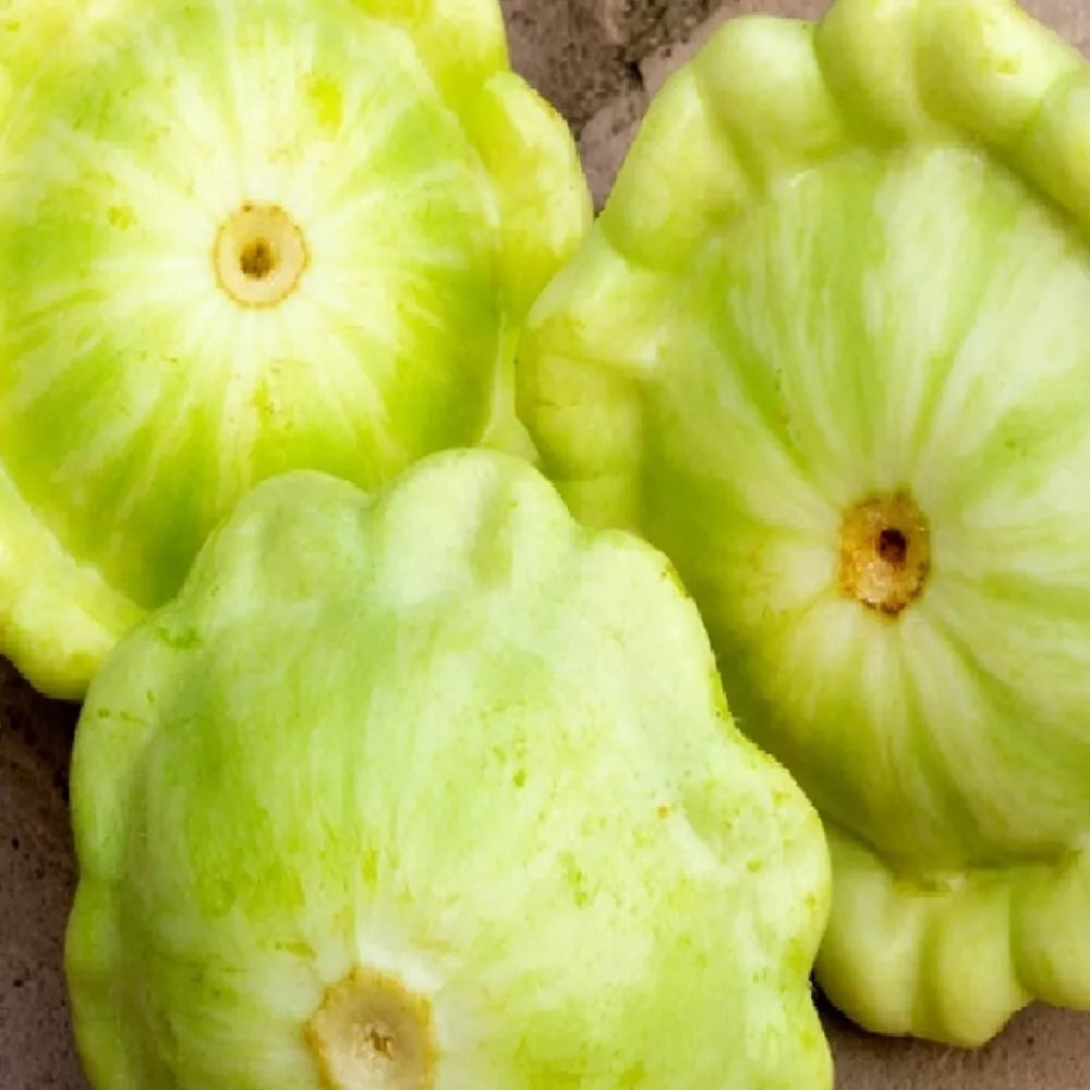 Bennings Green Tint Summer Squash Seeds | NON-GMO Heirloom Vegetable Seeds