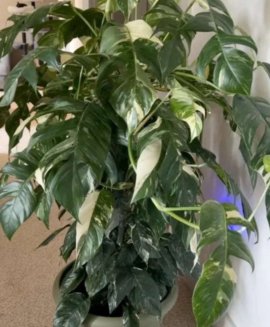 Albo Pothos Cutting - Rare Epipremnum Pinnatum with Marble Variegation - Easy Care Indoor Plant