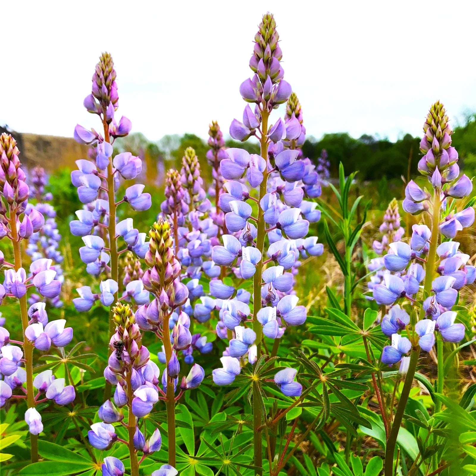 Lupine Seeds - Blue Bonnet Perennial Variety - Lupinus Perennis Sundial - Native Wildflower Seeds for Garden, Pollinator Attracting