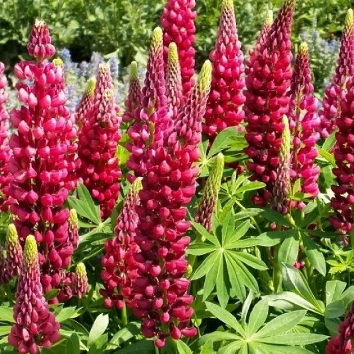Red Russell Lupine Seeds - My Castle Variety, Vibrant Red Blooms, Lupinus polyphyllus, Perennial Flower Seeds, Free Shipping