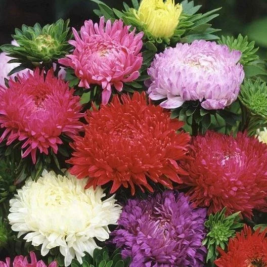 Aster Seeds - 200 Mixed Colors - Peony Duchess Variety - Non-GMO Perennial Flowers for Borders & Cut Flowers