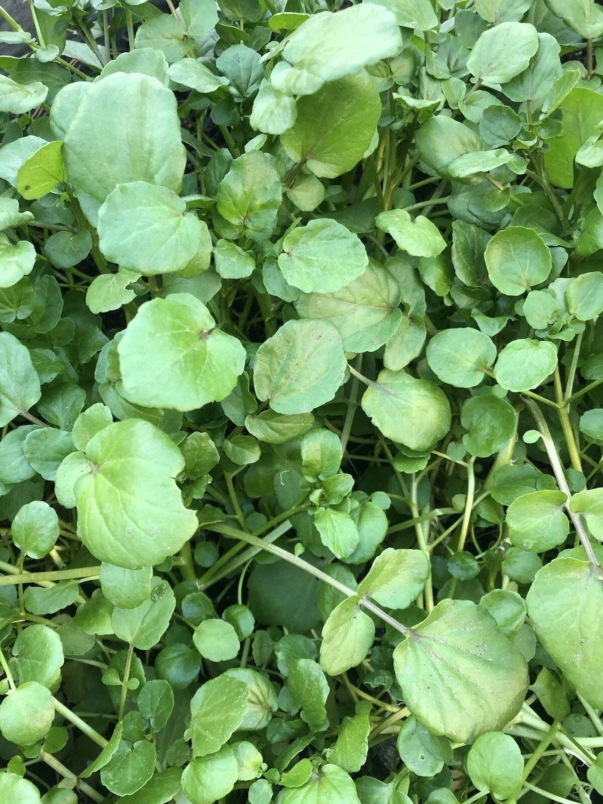 Watercress Live Plants with Roots – Edible Perennial Herb Nasturtium officinale, Fresh Vegetables for Garden or Containers