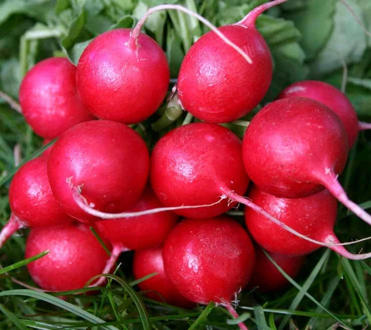 Radish Seeds, Cherry Belle Early Variety, White Inside, 180 Count, Raphanus sativus, Fast-Growing, Non-GMO, USA GroCo