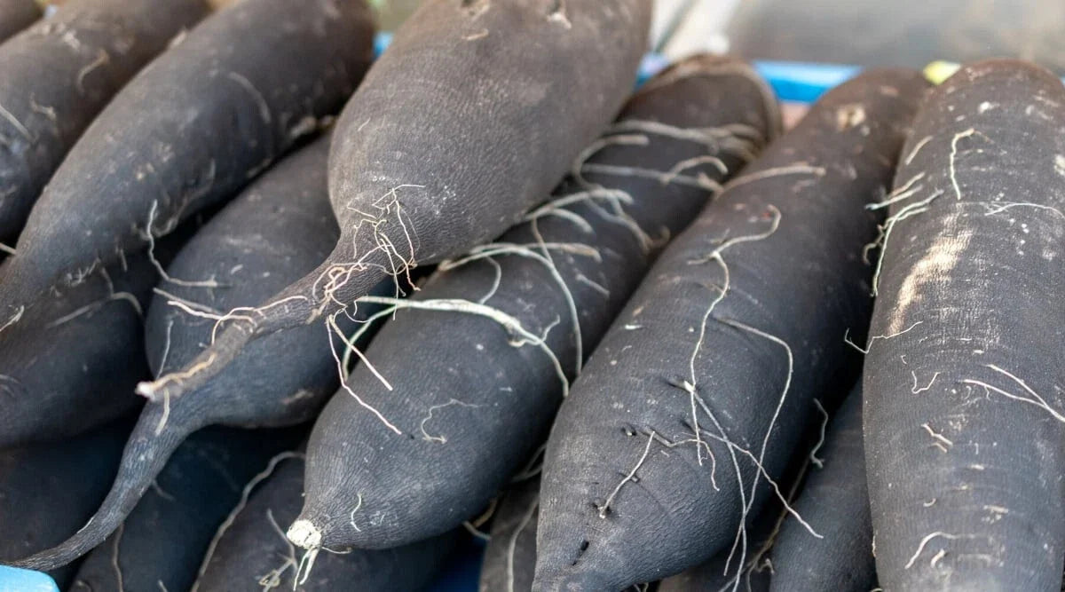Long Black Spanish Radish Seeds – 500+ Count, Heirloom Raphanus sativus, Fast-Growing Vegetable Seeds for Home Gardens