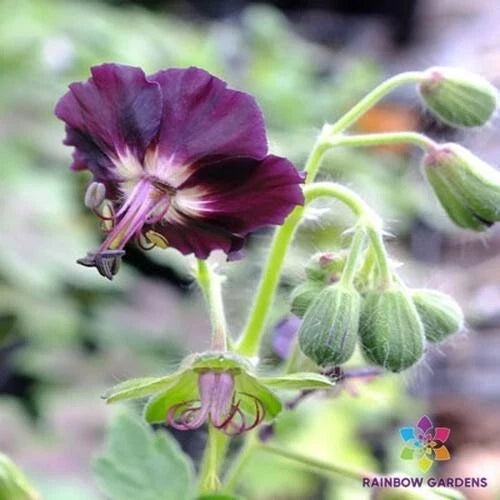 Taff's Jester Geranium Seeds - 25+ Pack, Pelargonium x hortorum, Vibrant Multi-Color Blooms, Garden Planting, Annual, USA