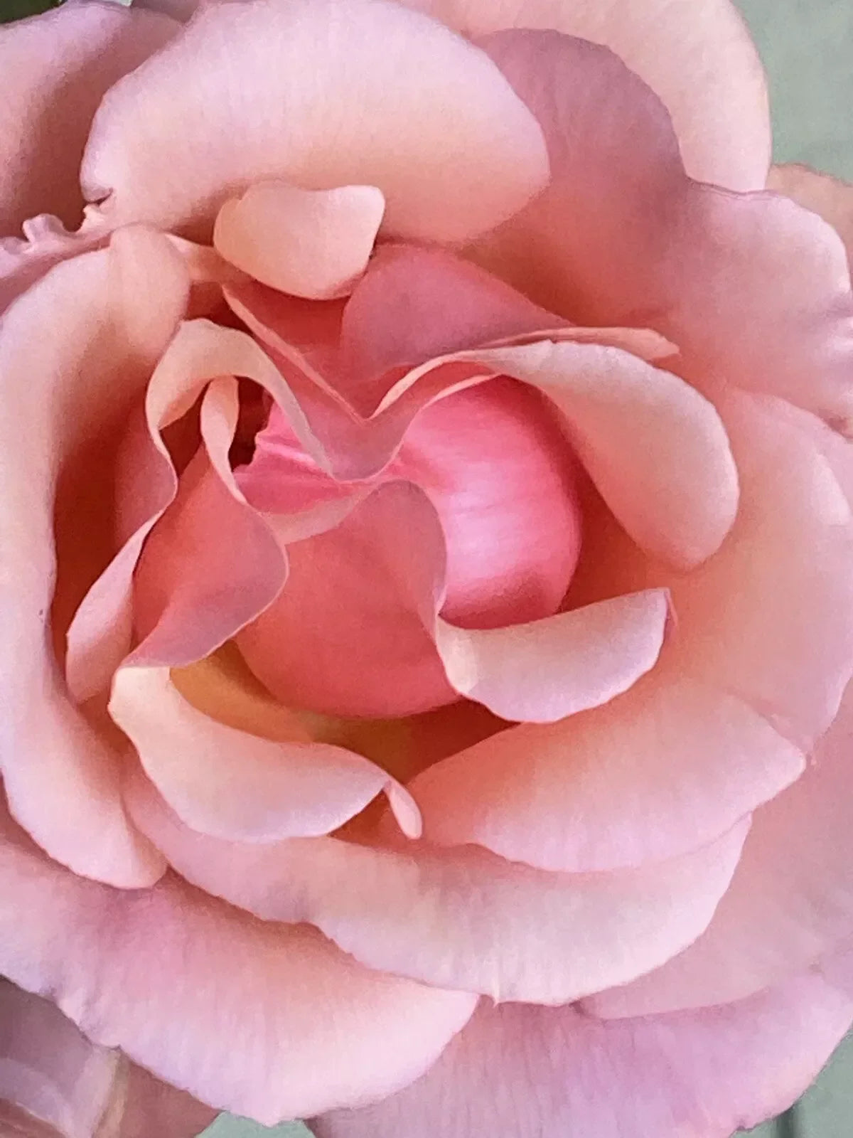Heirloom Apricot Rose Cuttings - Six Stems - Fragrant Rosa spp.