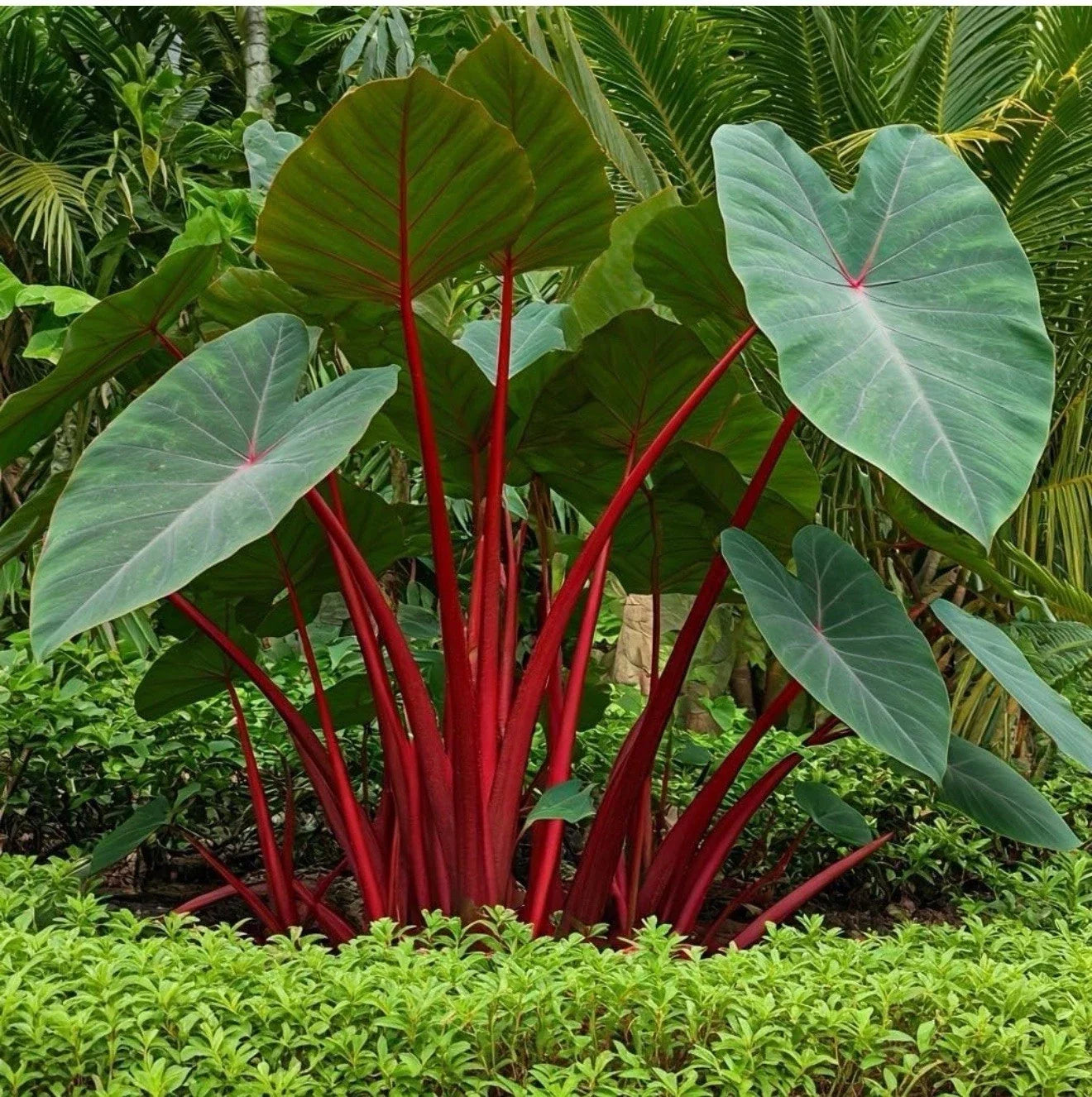 Hawaiian Punch Elephant Ear Plant - Small Rooted Starter - Colocasia esculenta - Tropical Houseplant for Indoor & Outdoor Gardens
