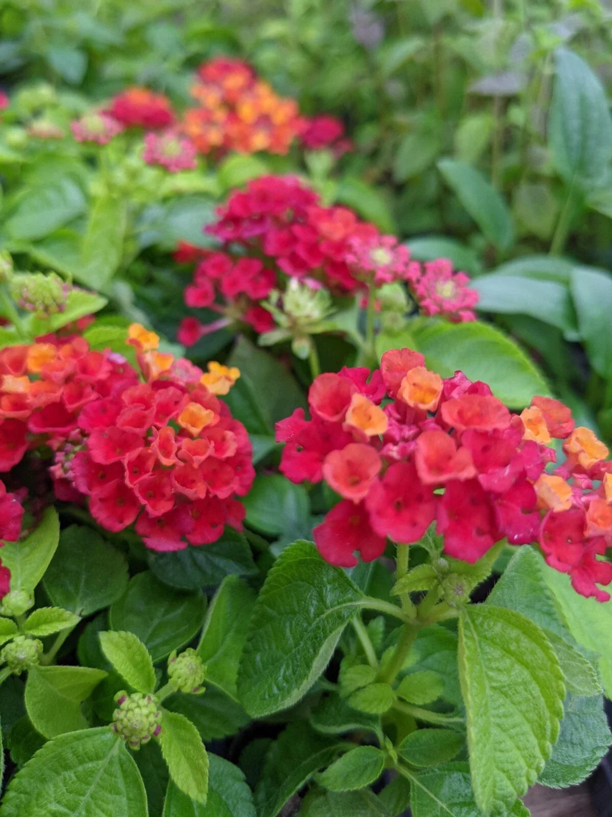 Lantana Plants Plugs 4" Hot Blooded Red Live Annuals, Butterfly & Hummingbird Attractant, Heat Tolerant, Lantana camara