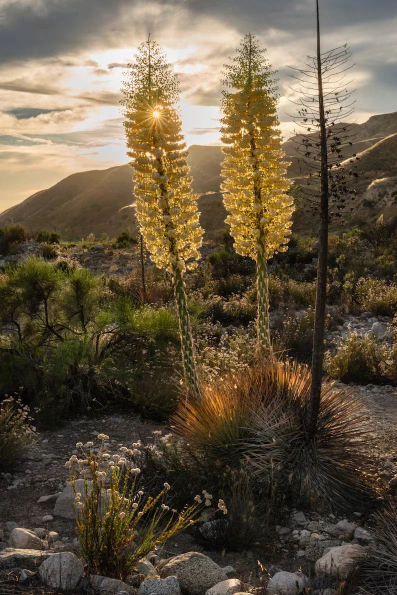 Our Lord's Candle Yucca Seeds – Chaparral Whipplei, Drought-Tolerant, Native to USA, Perennial, Full Sun, 50 Seeds