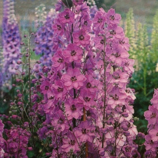 Delphinium Seeds 50 Pack | Pacific Giant Series 'Astolat' | Vibrant Coral Flowers | Delphinium elatum