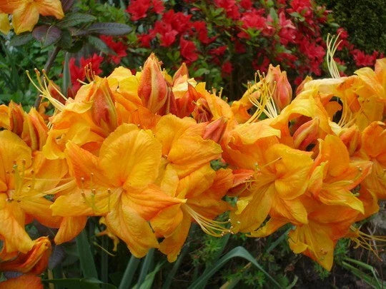 Azalea Starter Plant - Klondyke Variety - Well-Rooted Rhododendron for Gardens, Borders, and Focal Points