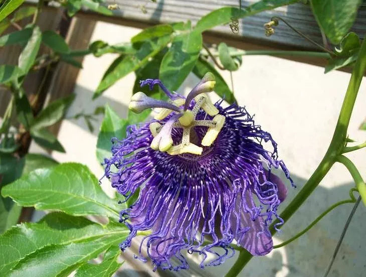 Passiflora Vine Plant 5-8 Inches Tall with Purple Flowers Edible Fruit Climbing Garden Plant No Pot